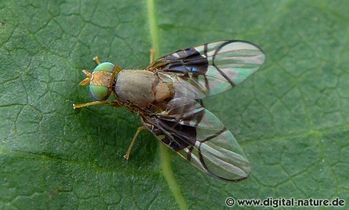 Weißdorn-Bohrfliege Anomoia purmunda