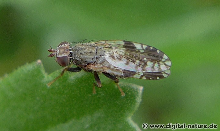Margariten-Bohrfliege Tephritis neesii
