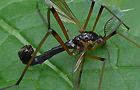 Dictenidia bimaculata