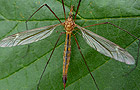 Tipula cava