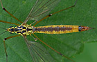 Nephrotoma cornicina