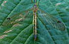Nephrotoma dorsalis
