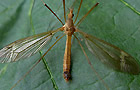 Tipula fascipennis