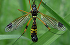 Ctenophora festiva