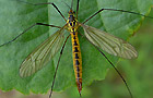 Nephrotoma flavescens
