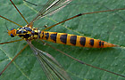 Nephrotoma flavipalpis