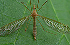 Tipula helvola