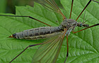 Tipula luna