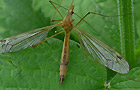 Tipula lunata