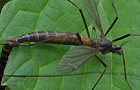 Nigrotipula nigra