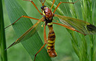 Ctenophora ornata