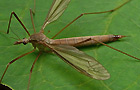 Tipula paludosa