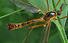 Ctenophora pectinicornis