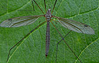 Tipula pruinosa