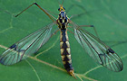Nephrotoma quadrifaria