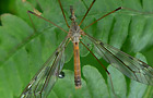 Tipula scripta