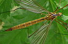 Nephrotoma scurra