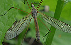 Tipula submarmorata