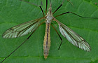 Tipula vernalis