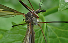 Tipula vittata