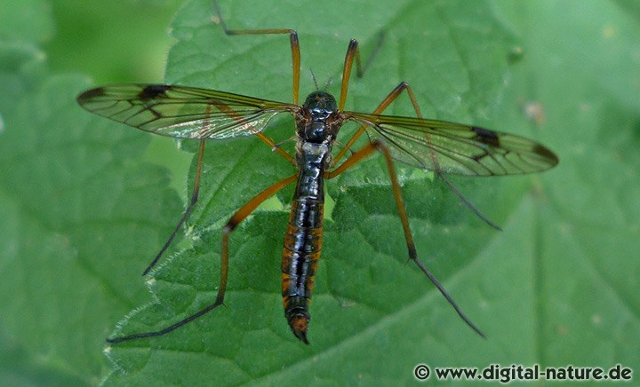 Dictenidia bimaculata Weibchen