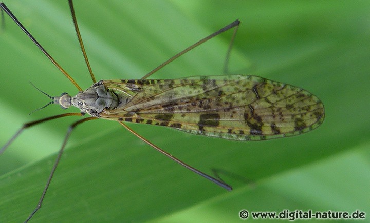 Stelzmücke Limnophila schranki
