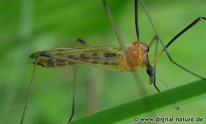Limonia nigropunctata