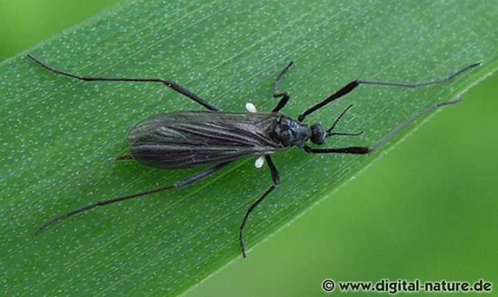 Stelzmücke Molophilus cf. niger