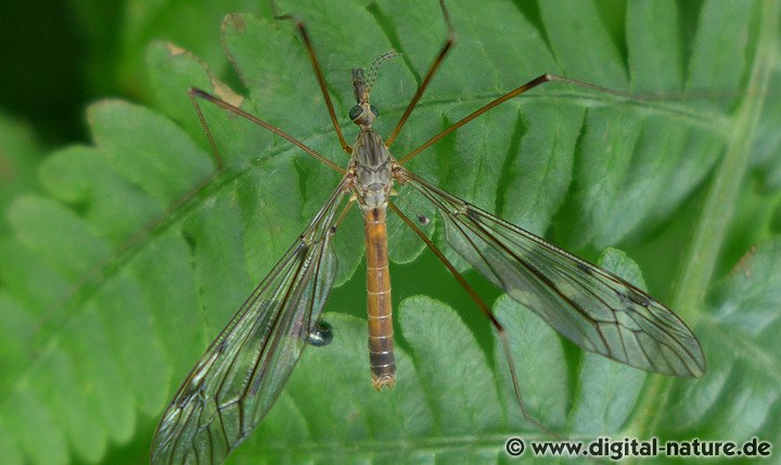Schnake Tipula scripta