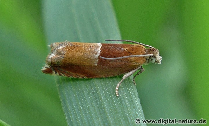 Wickler Ancylis mitterbacheriana