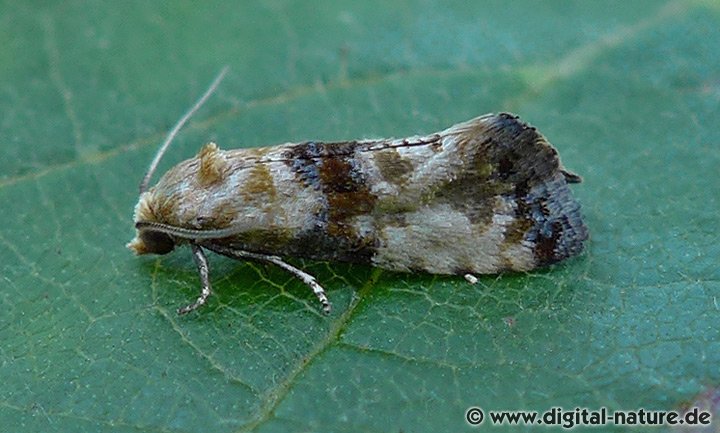 Wickler Eupoecilia angustana