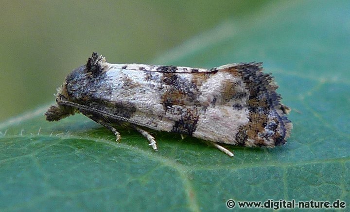 Rosenfarbiger Schwarzkopfwickler Cochylichroa atricapitana