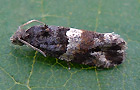 Lobesia abscisana