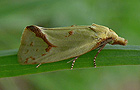 Agapeta hamana