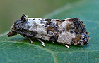 Cochylichroa atricapitana