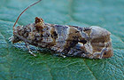 Lobesia botrana
