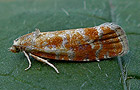 Rhyacionia buoliana