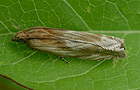 Eucosma cana