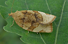 Pandemis cerasana