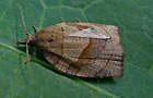Pandemis dumetana