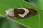Epiblema foenella