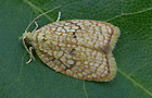 Ahornwickler