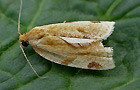 Paramesia gnomana
