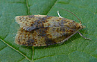 Epagoge grotiana