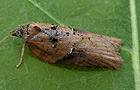 Acleris hastiana