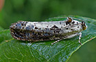Hedya salicella
