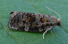 Dichelia histrionana