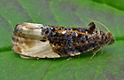 Grauer Knospenwickler
