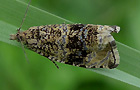 Celypha lacunana