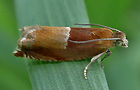 Ancylis mitterbacheriana
